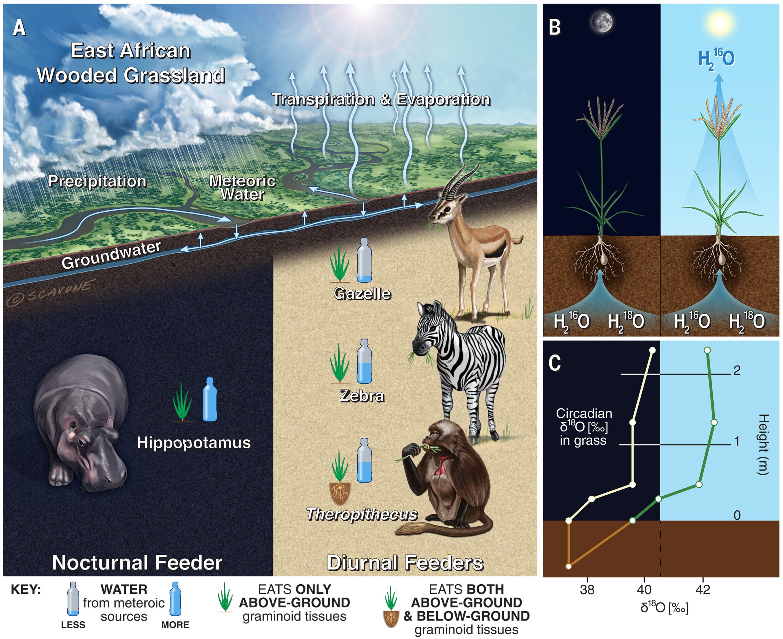 Oxygen isotope variation in an African woodland-savanna.