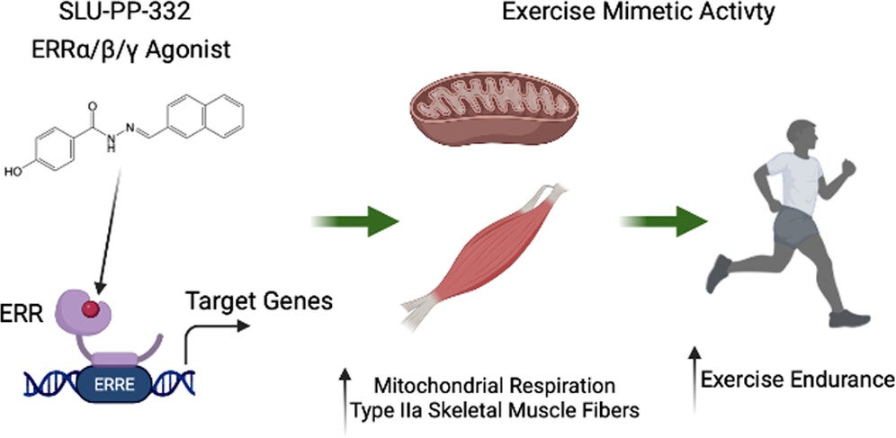 Graphical Abstract. SLU-PP-332 proteins act like internal switches that manage how your cells use energy. 