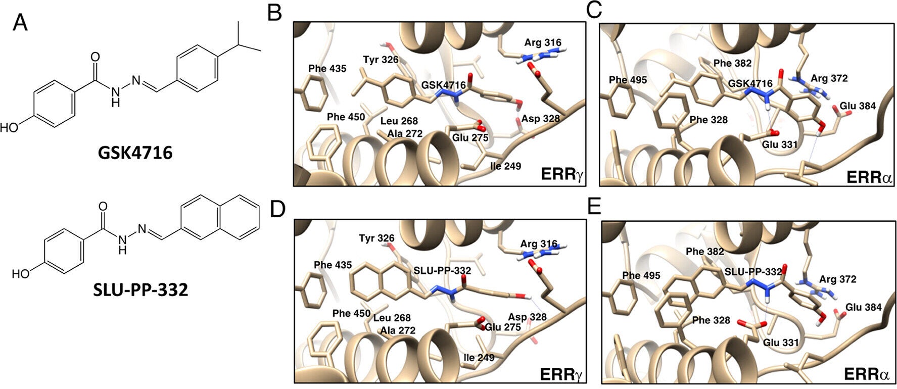 SLU-PP-332 is a Pan ERRα/β/γ agonist with significant ERRα activity.