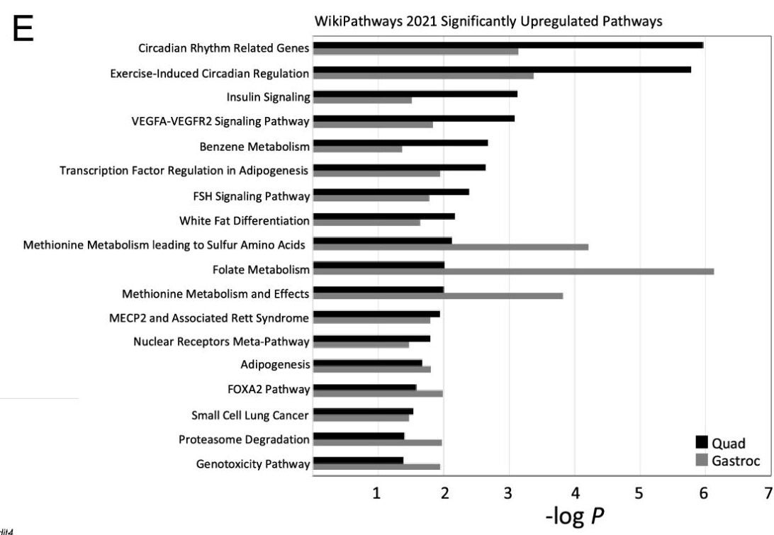 Pathway analysis of DEGs in quadricep and gastrocnemius muscles after treatment with SLU-PP-332 in mice.