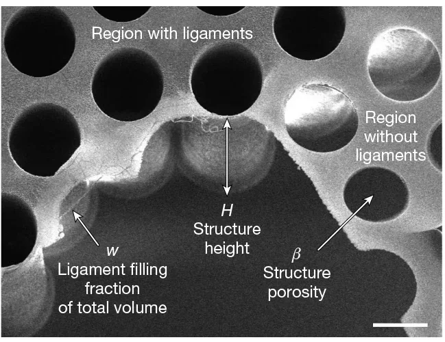 Scanning electron microscope image of a structure containing regions with and without cylindrical ligaments that connect the top and bottom membranes, with w = 10−3 and w = 0, respectively.