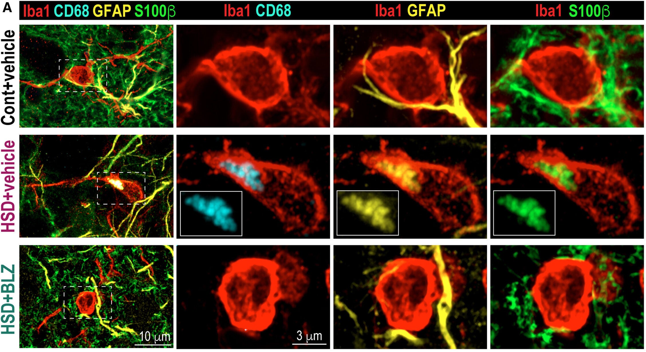 Microglia phagocytose astrocytic processes in HSD