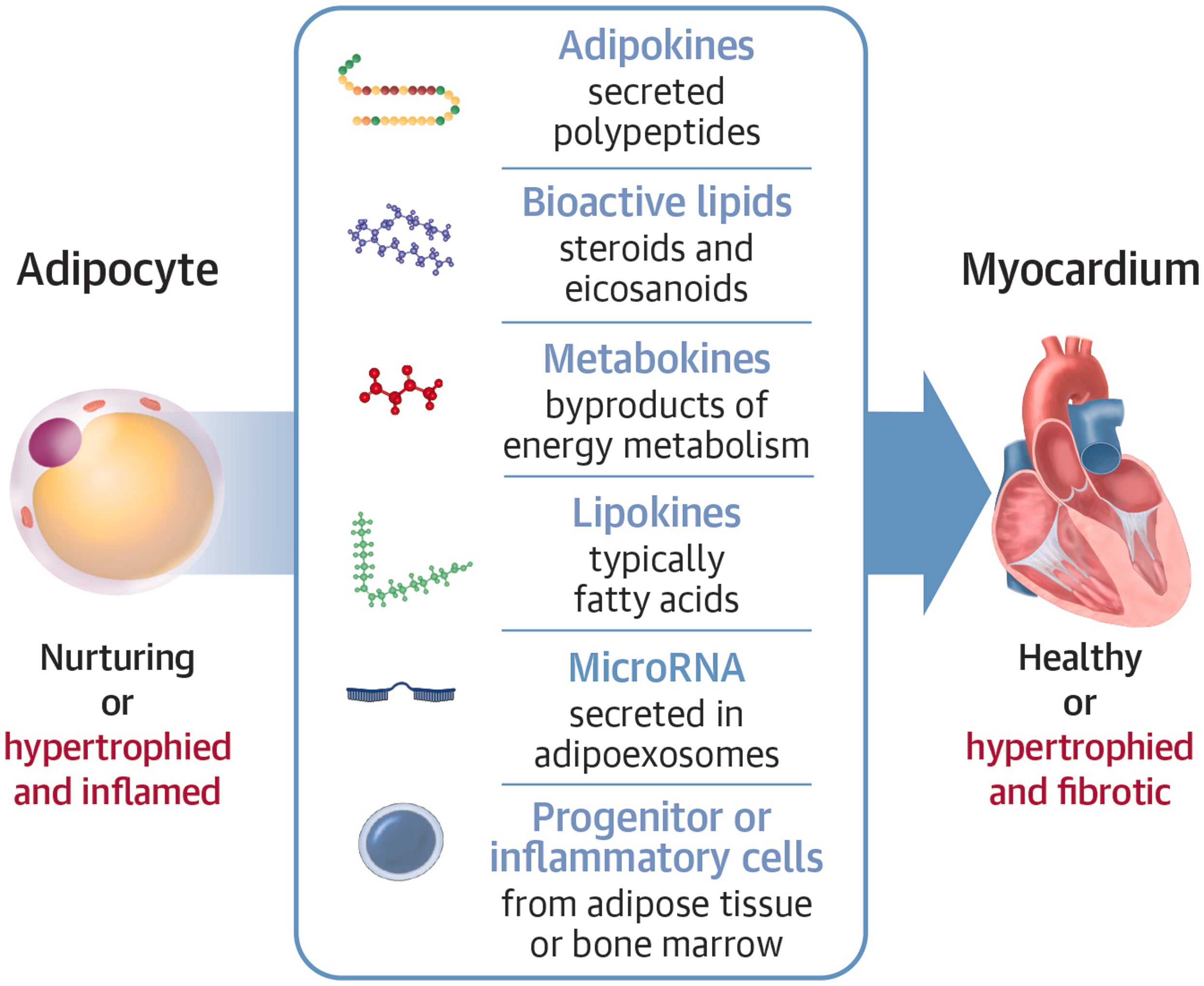 The Adipokine Hypothesis: Secretion of Adipokines From Biologically Transformed Visceral Adipose Tissue Leads to HFpEF