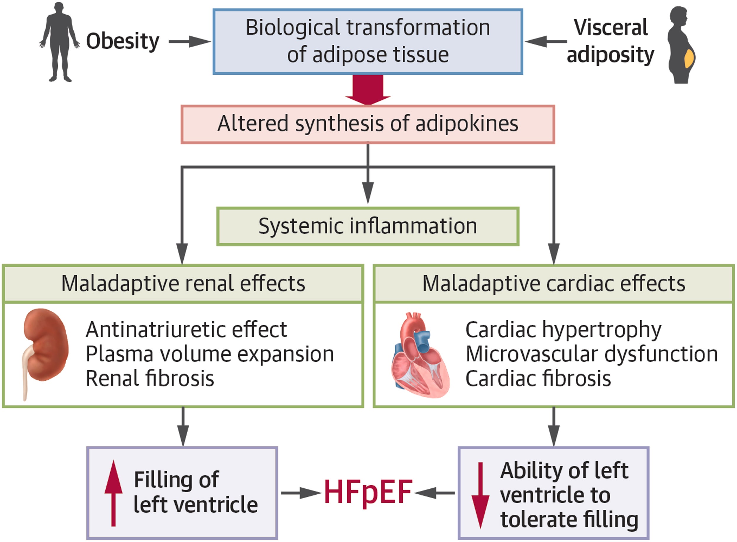 Mediators of Adipocyte Dysfunction to the Heart. Adipose tissue can secrete a broad array of molecules and cellular constituents that can act in an endocrine or paracrine manner to exert favorable or deleterious effects on the heart.