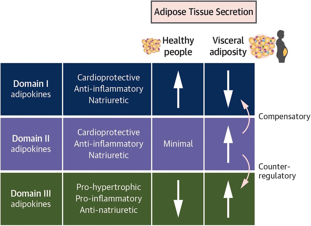 Characterization of Adipokine Domains. In healthy people, adipocytes primarily secrete Domain I adipokines, with minimal secretion of Domain II adipokines and with suppression of Domain III adipokines. In people with visceral adiposity or obesity, adipose tissue secretes primarily Domain III adipokines, with suppression of Domain I adipokines. 