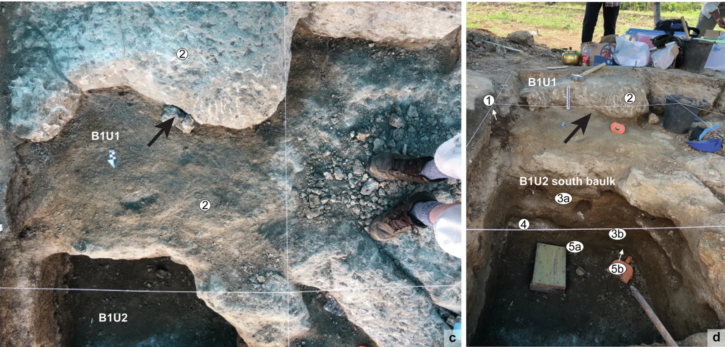 Celebochoerus heekereni fossil maxilla fragment from Calio. The specimen was embedded in coarse sandstone and retrieved in two separate fitting blocks found in the same location.