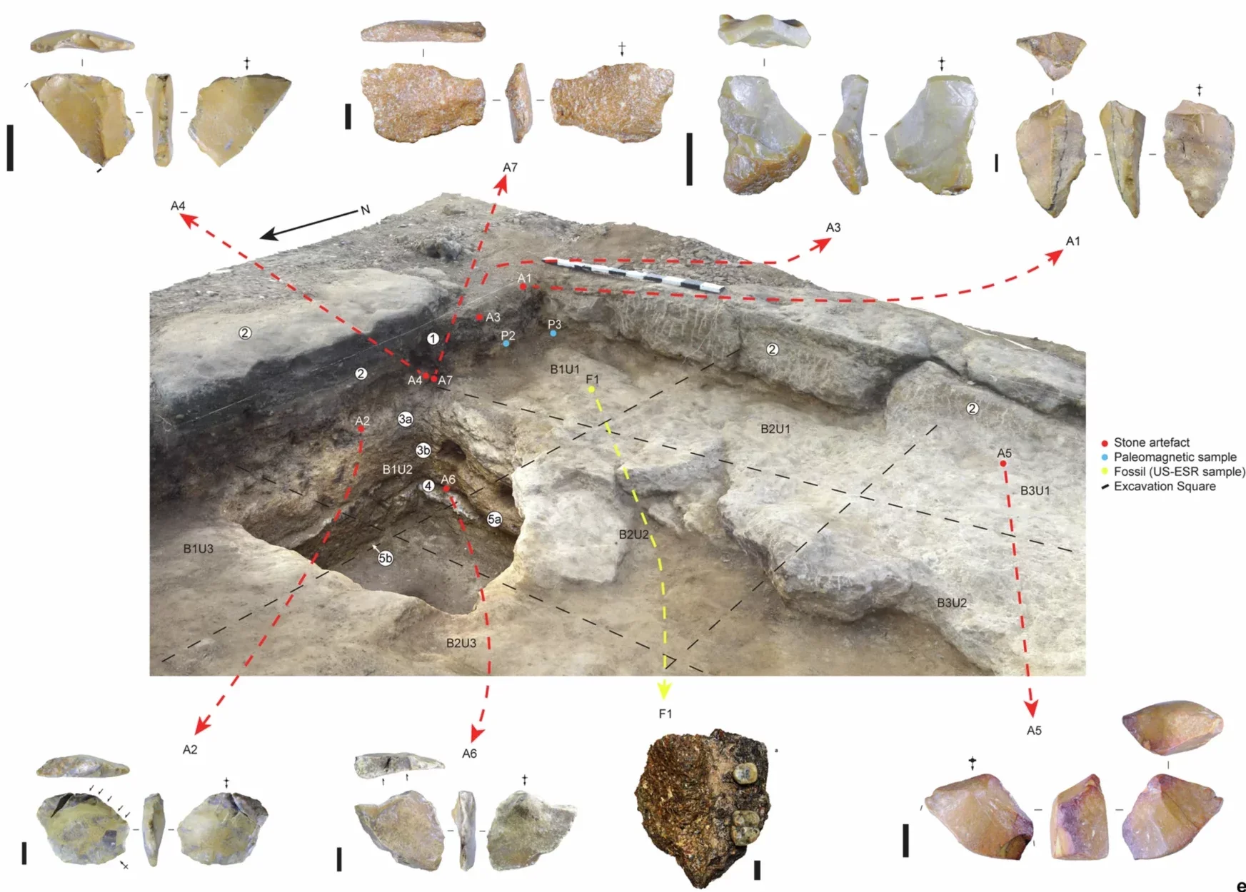 3D photogrammetry model of the excavated squares showing the locations of the stone artefacts and dated Celebochoerus fossil (F1) projected onto the stratigraphy.