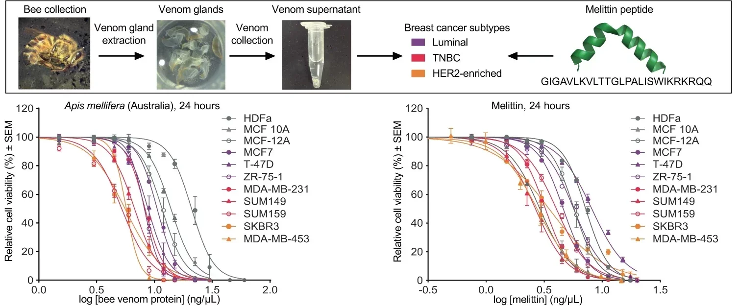 Honeybee venom and melittin specifically reduce breast tumor cell viability.