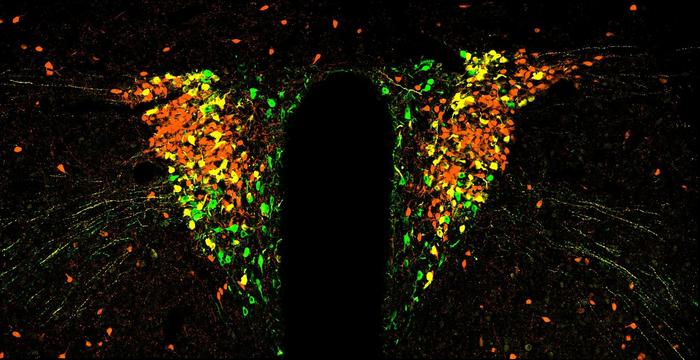 The entire brain region, called the paraventricular nucleus of the hypothalamus, where stress neurons are located.