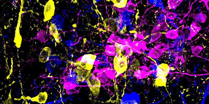 A high magnification of brain cells which control stress hormone release.