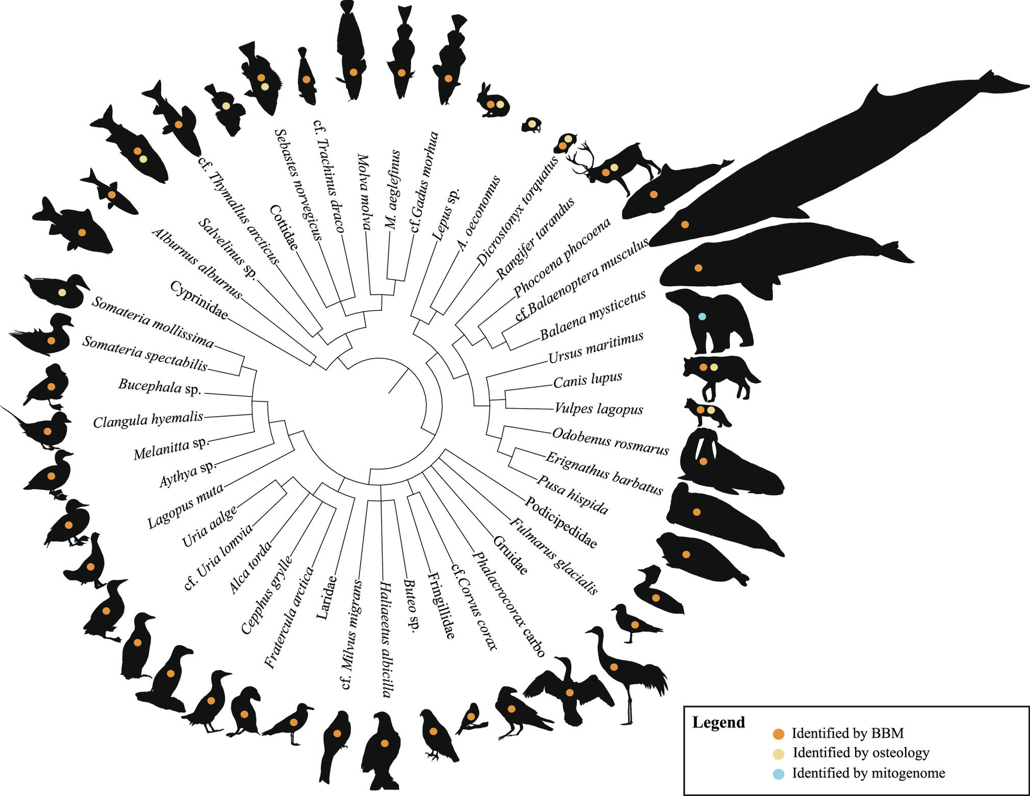 Dendrogram presenting the fauna identified from the bone assemblage recovered from Arne Qvamgrotta.