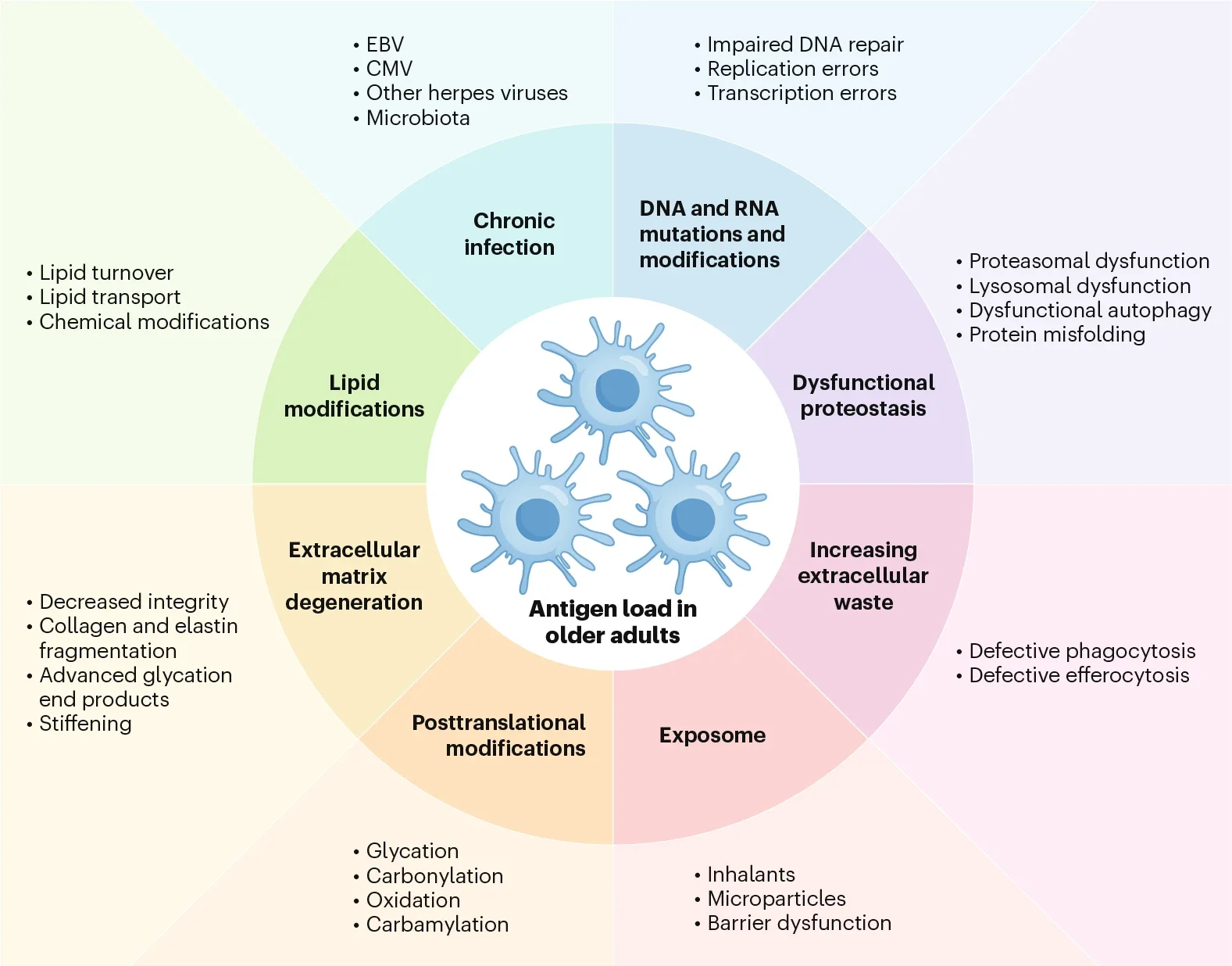 Increase of the immunogenic antigen load with age.