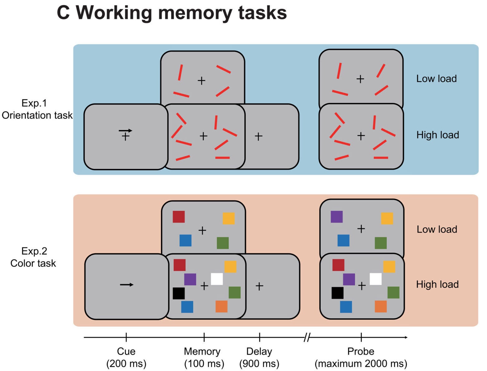 WM tasks. In experiment 1, the participants were required to perform an orientation WM task. In experiment 2, the participant was required to perform a color WM task.