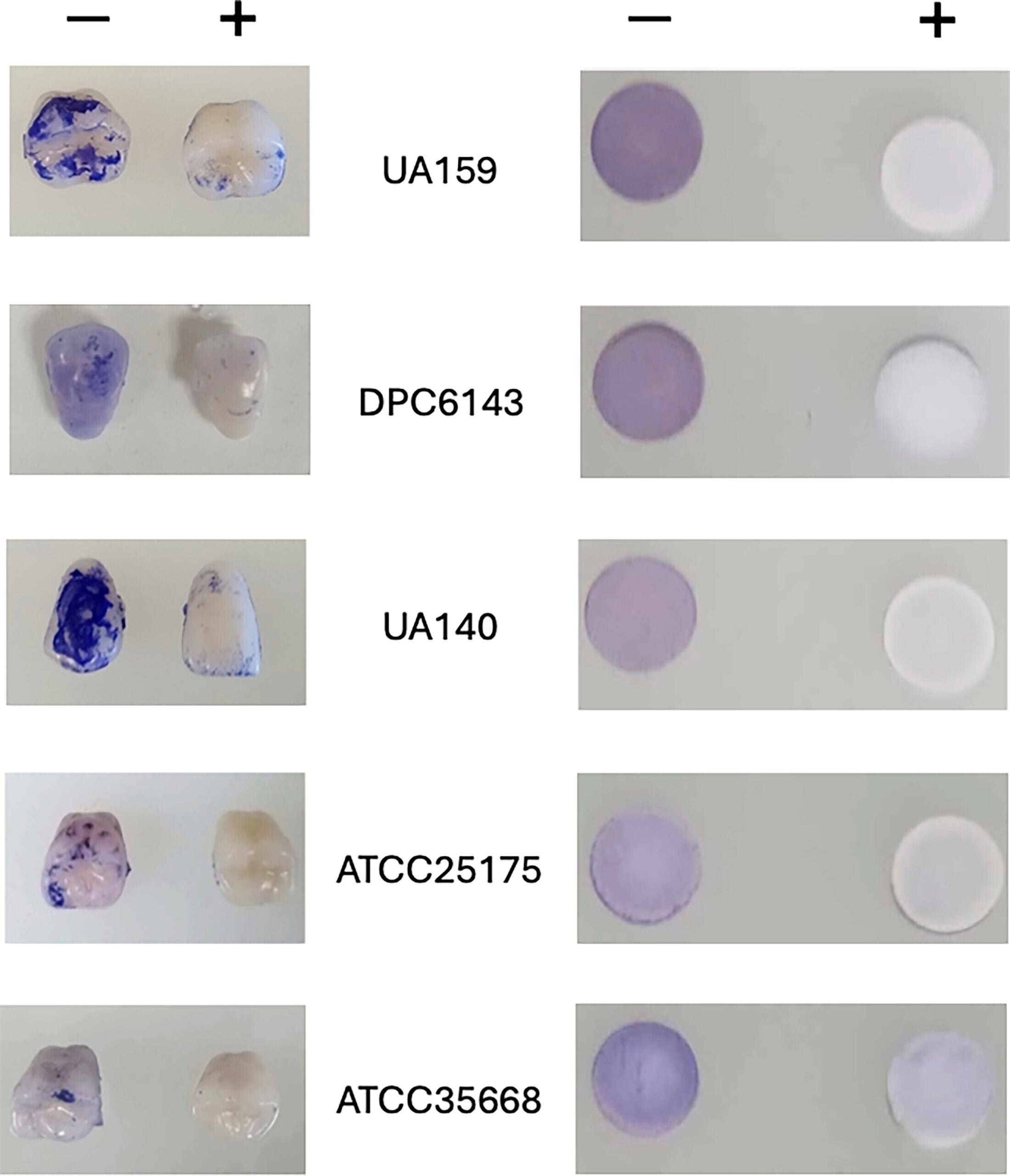 S. mutans biofilm inhibition by ECG.