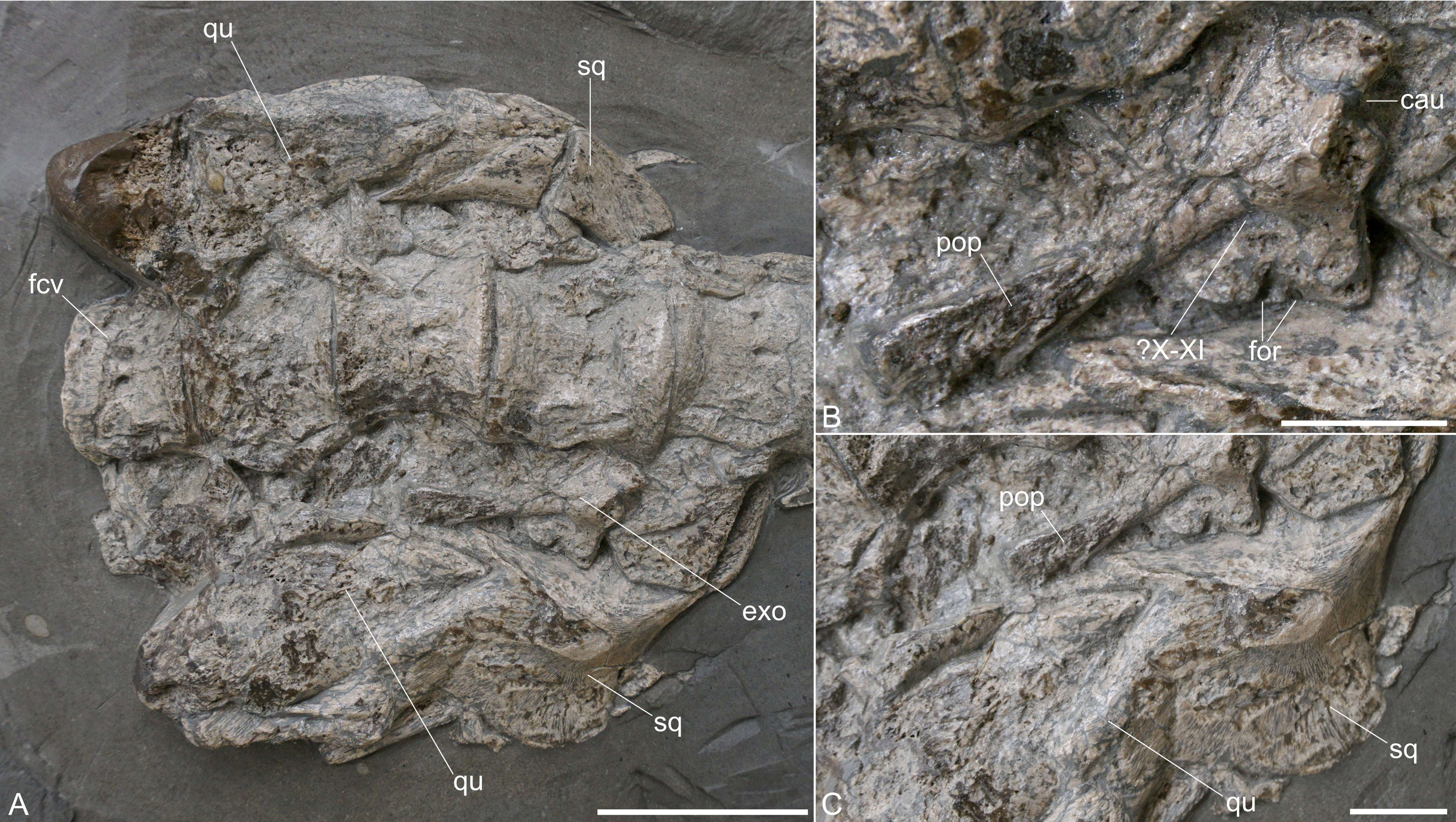 Exposed skull elements of Plesionectes longicollum