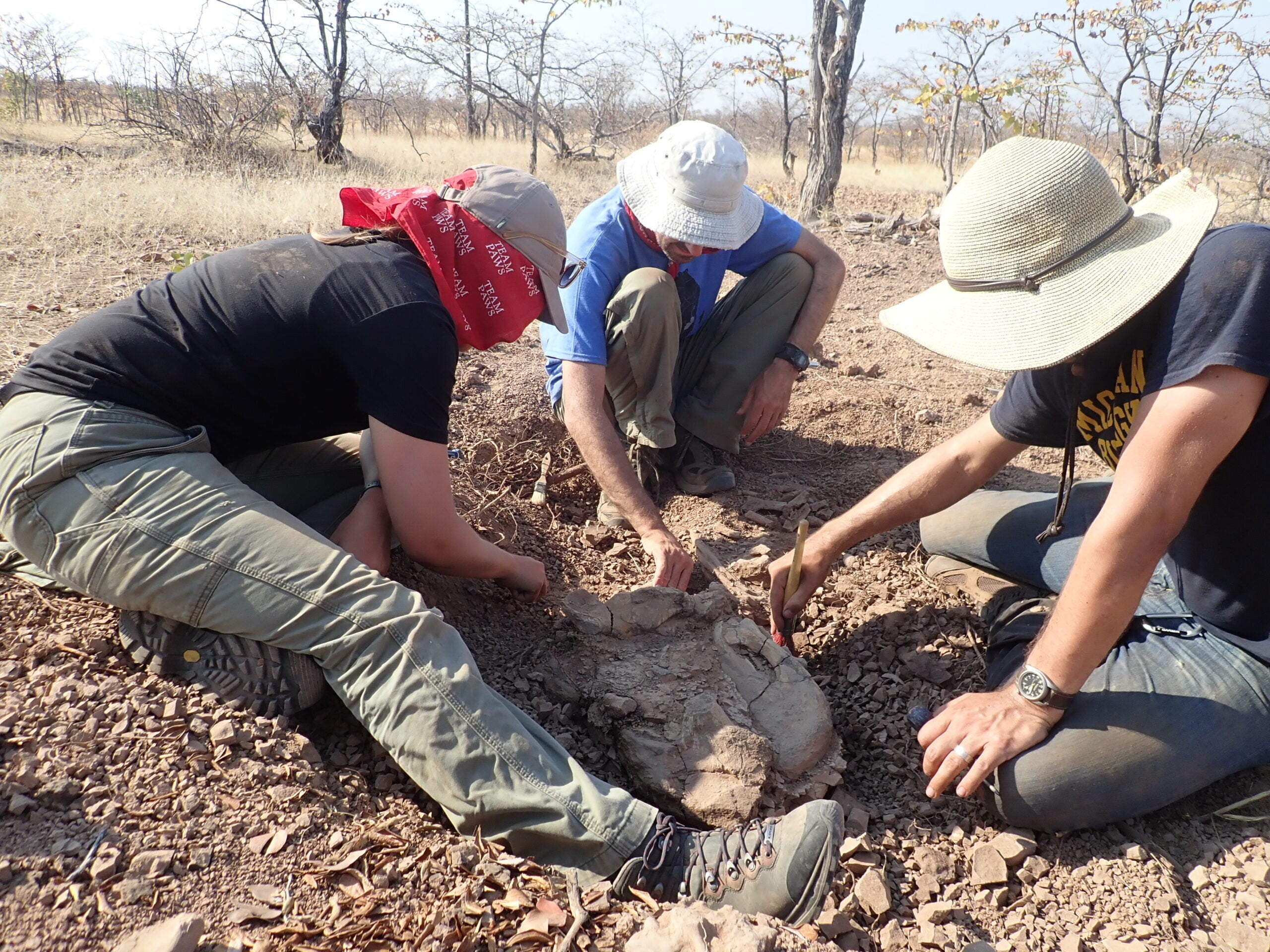Researchers Jacqueline Lungmus, Kenneth Angielczyk, and Brandon Peecook, excavate a fossilized dicynodont from the Permian of Zambia.