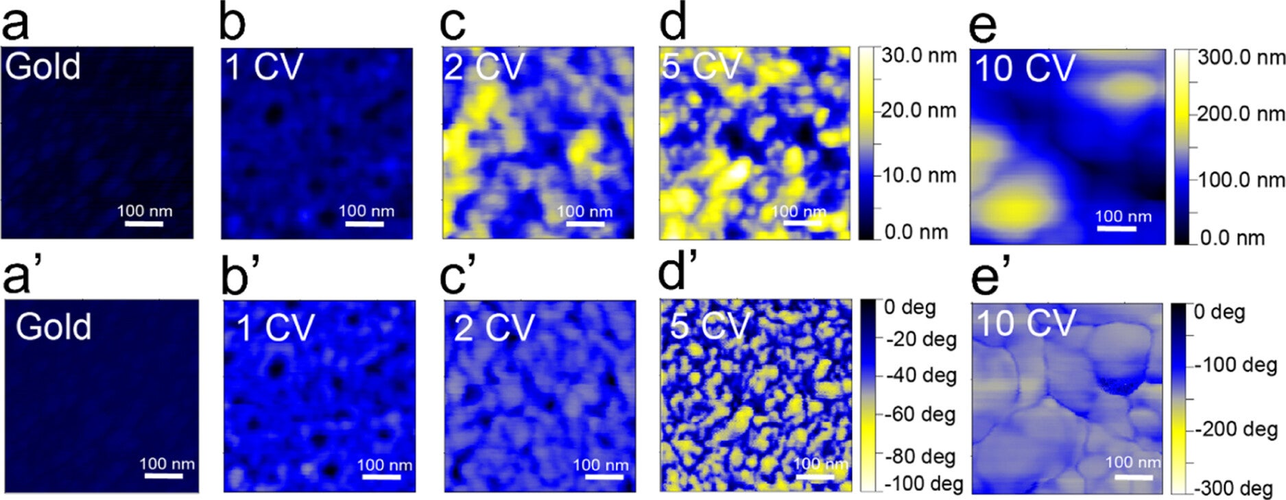 AFM height images obtained in tapping mode in air for (a) gold, (b) 2D PEDOT, (c) PEDOT-TD 2 CVs, (d) PEDOT-TD 5 CVs, and (e) PEDOT-TD 10 CVs with its respective phase images