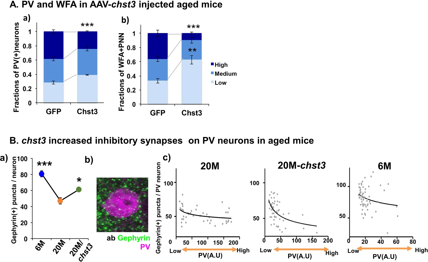 Restoration of C6S affects PV levels and inhibitory synapses.