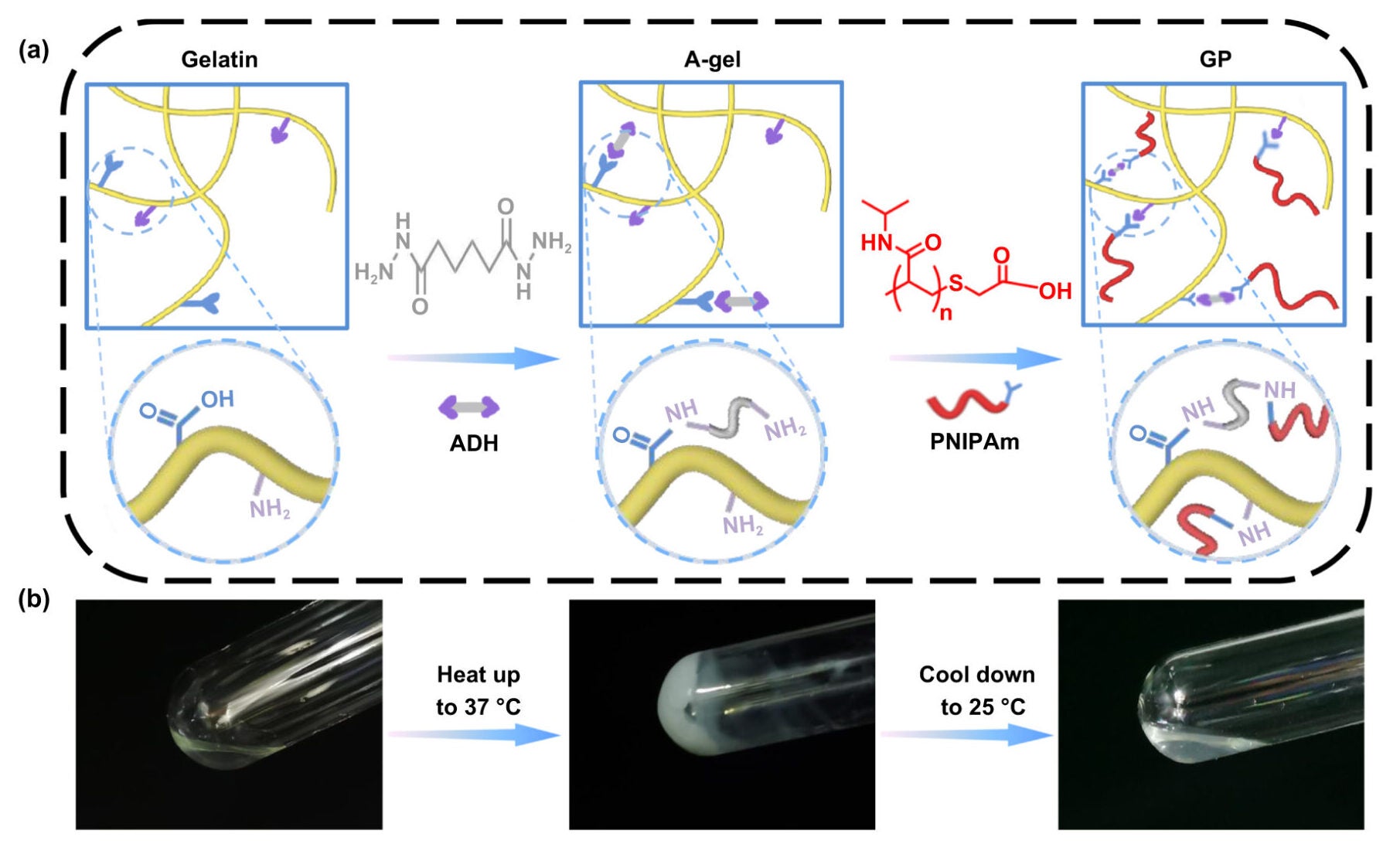 Preparation and characterization of GP at the needle tip for GP-PPy/PLA-MN. 