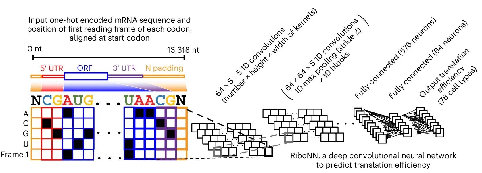 Performance and interpretation of deep learning models predicting mammalian TEs from mRNA sequence.