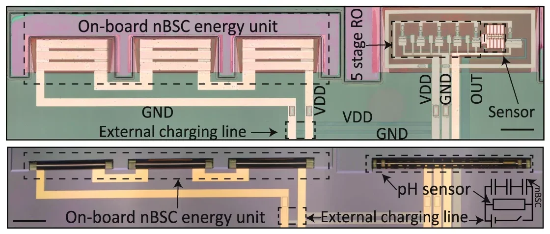 Microscope image of pH sensor with all integrated components (ring oscillator (RO) with nBSC sensing element connected to nBSC energy storage via drain-to-drain voltage (VDD), ground (GND)) before and after roll-up.