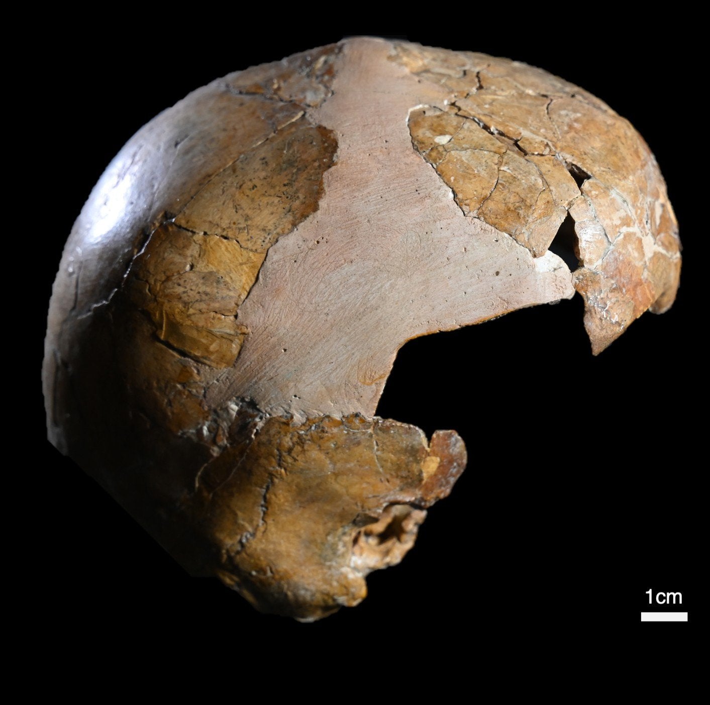 The skull of Skhul I child showing cranial curvature typical of Homo sapiens