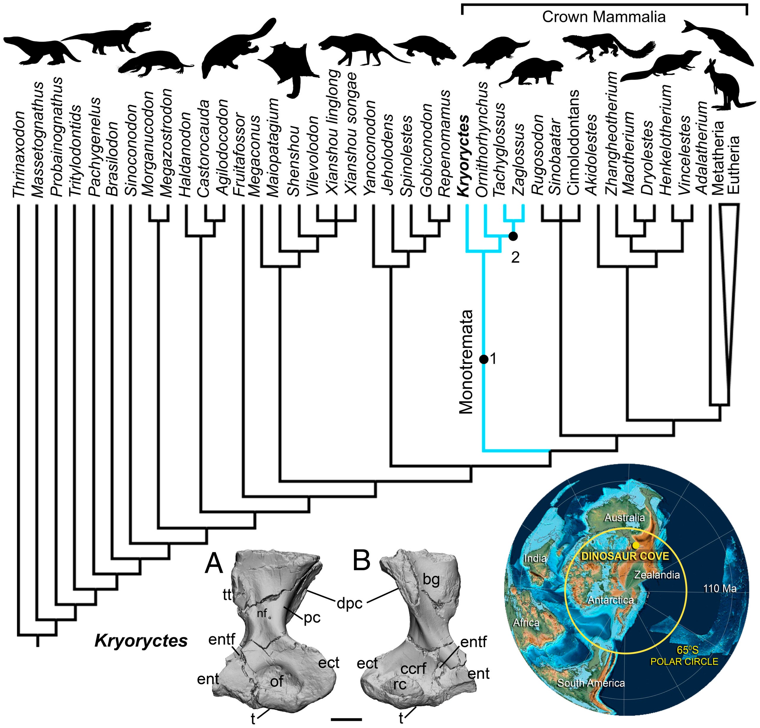 Phylogenetic relationships of K. cadburyi among mammaliaforms.