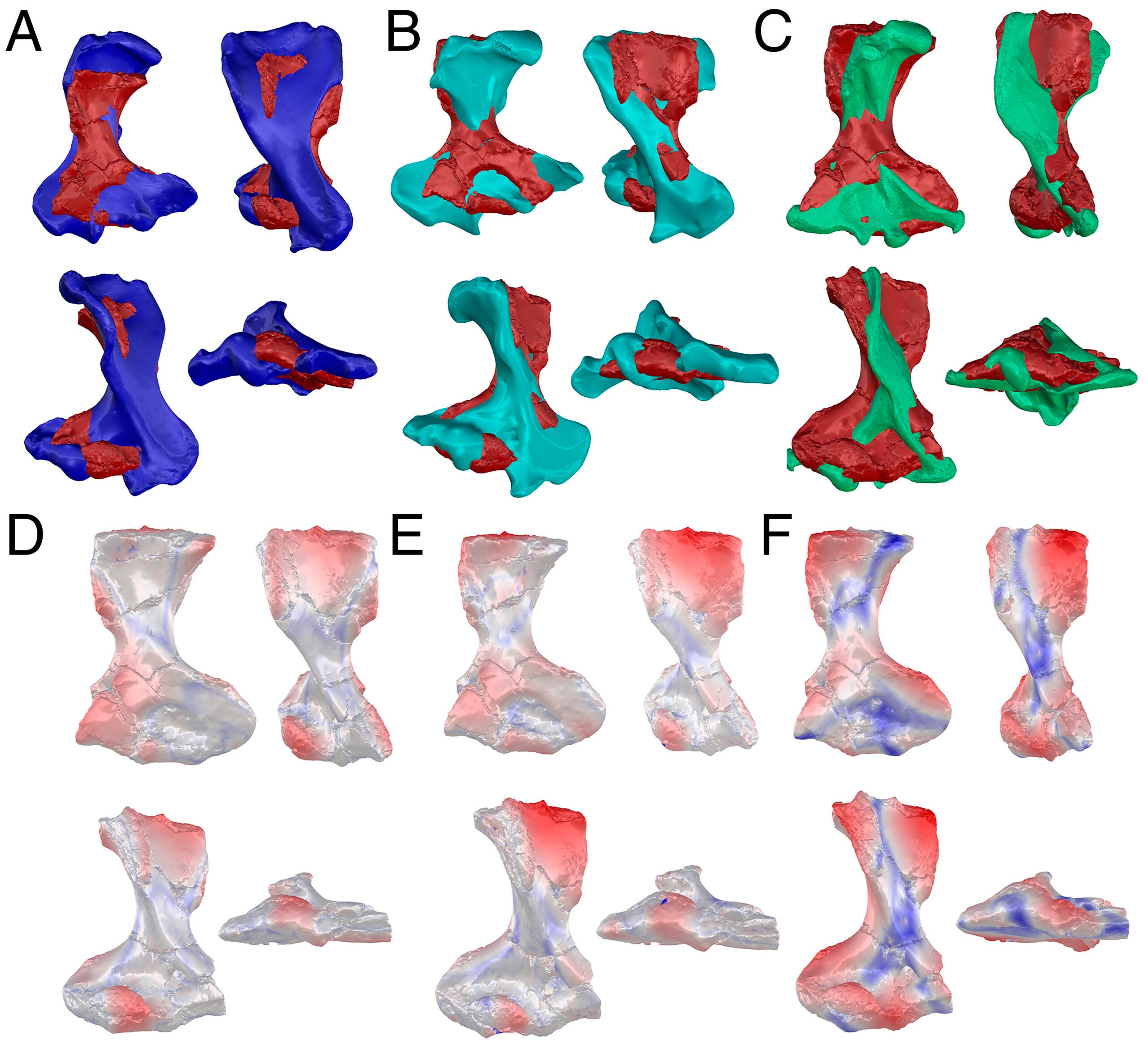 Kryoryctes humeral shape compared with extant monotremes.
