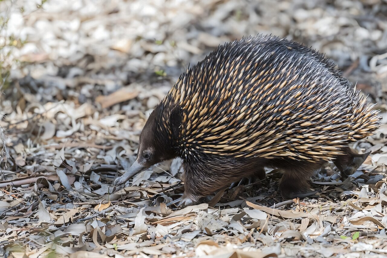 A photo of an echidna.