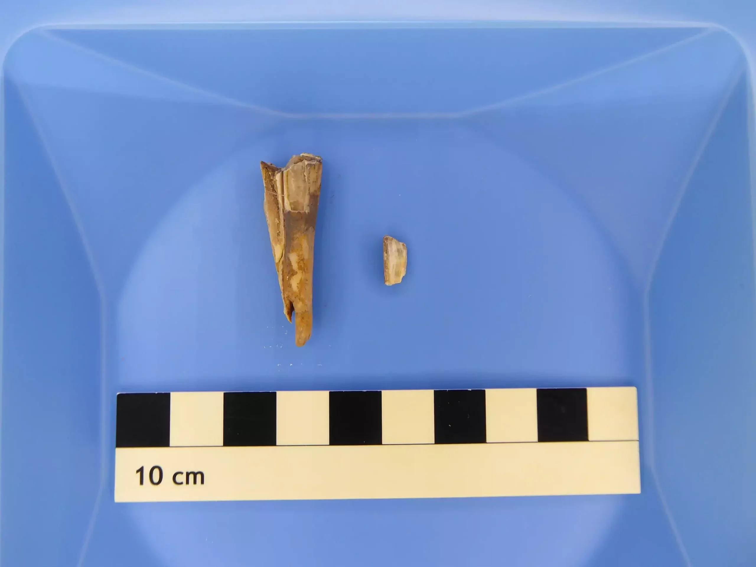 Rarer than hen’s teeth: Researchers were able to isolate the genetic material of a prehistoric plague pathogen from this 4,000-year-old sheep tooth. This is the first time such a pathogen has been detected outside human remains.