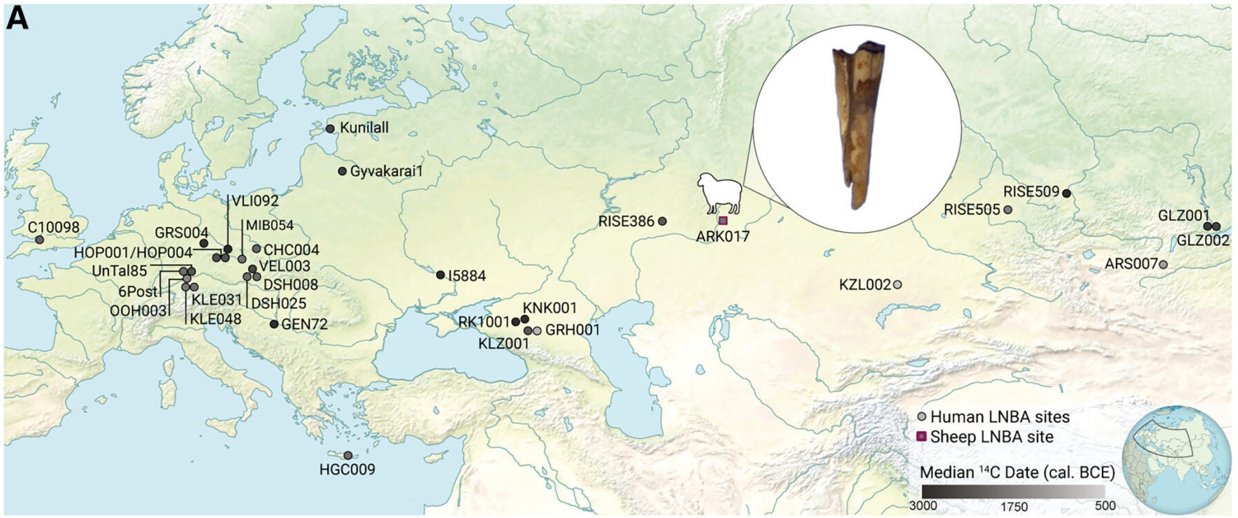 LNBA lineage Y. pestis identified among ancient domesticated sheep and humans