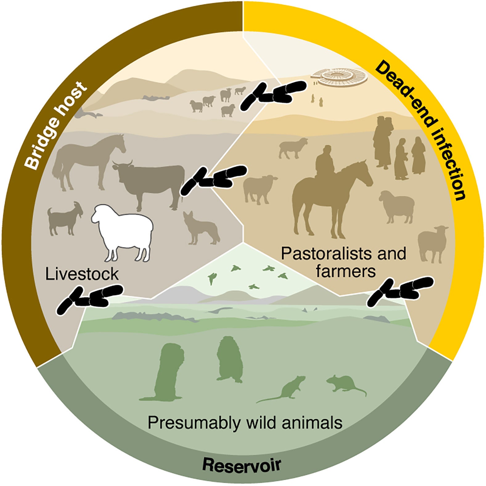 Conceptual scenario of the LNBA lineage transmission concluded from sheep- and human-derived Y. pestis genomes