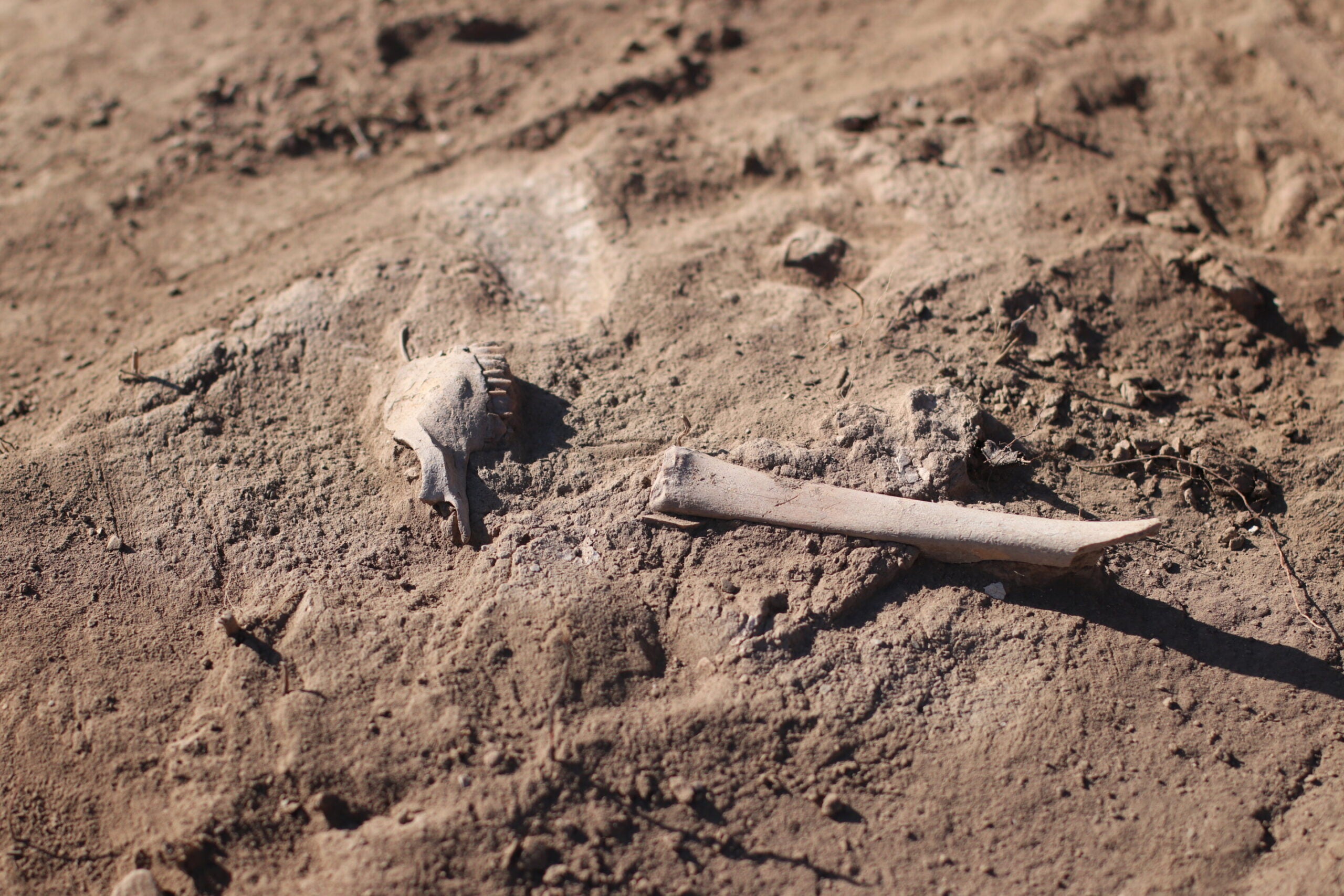Sheep remains unearthed at a Bronze Age site on the Eurasian steppe are offering new clues about how zoonotic diseases first emerged.