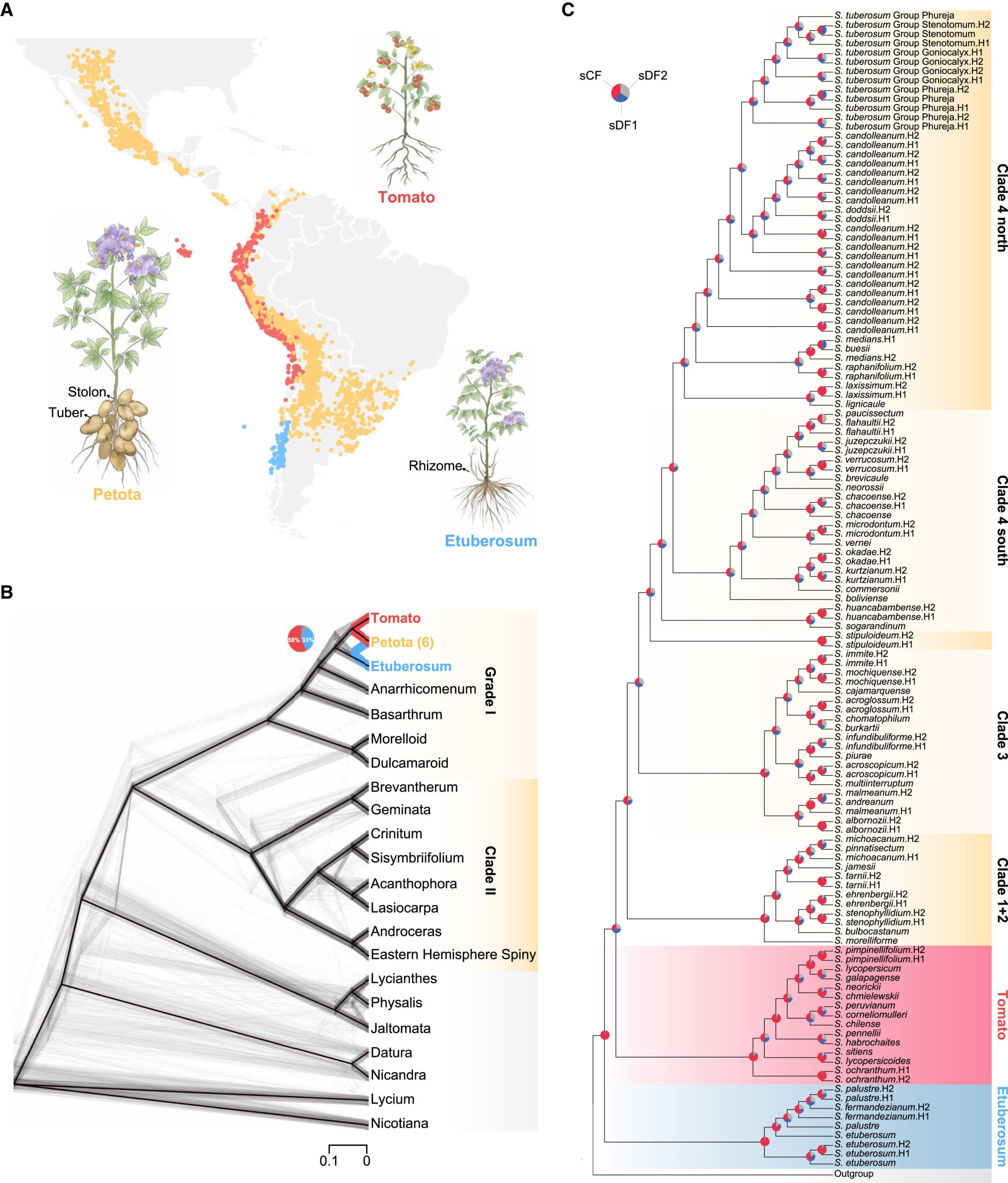 Geographical distribution and phylogenetic conflicts