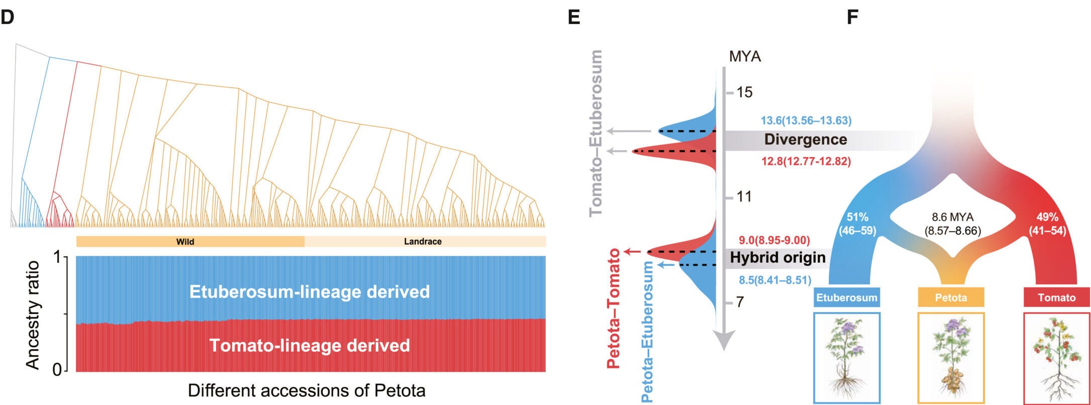 Phylogenomic analysis reveals the hybrid origin scenario
