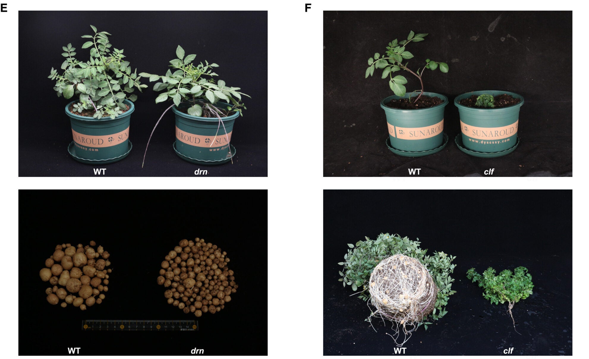 Phenotypes of the DRN and CLF gene knockout mutants. 
