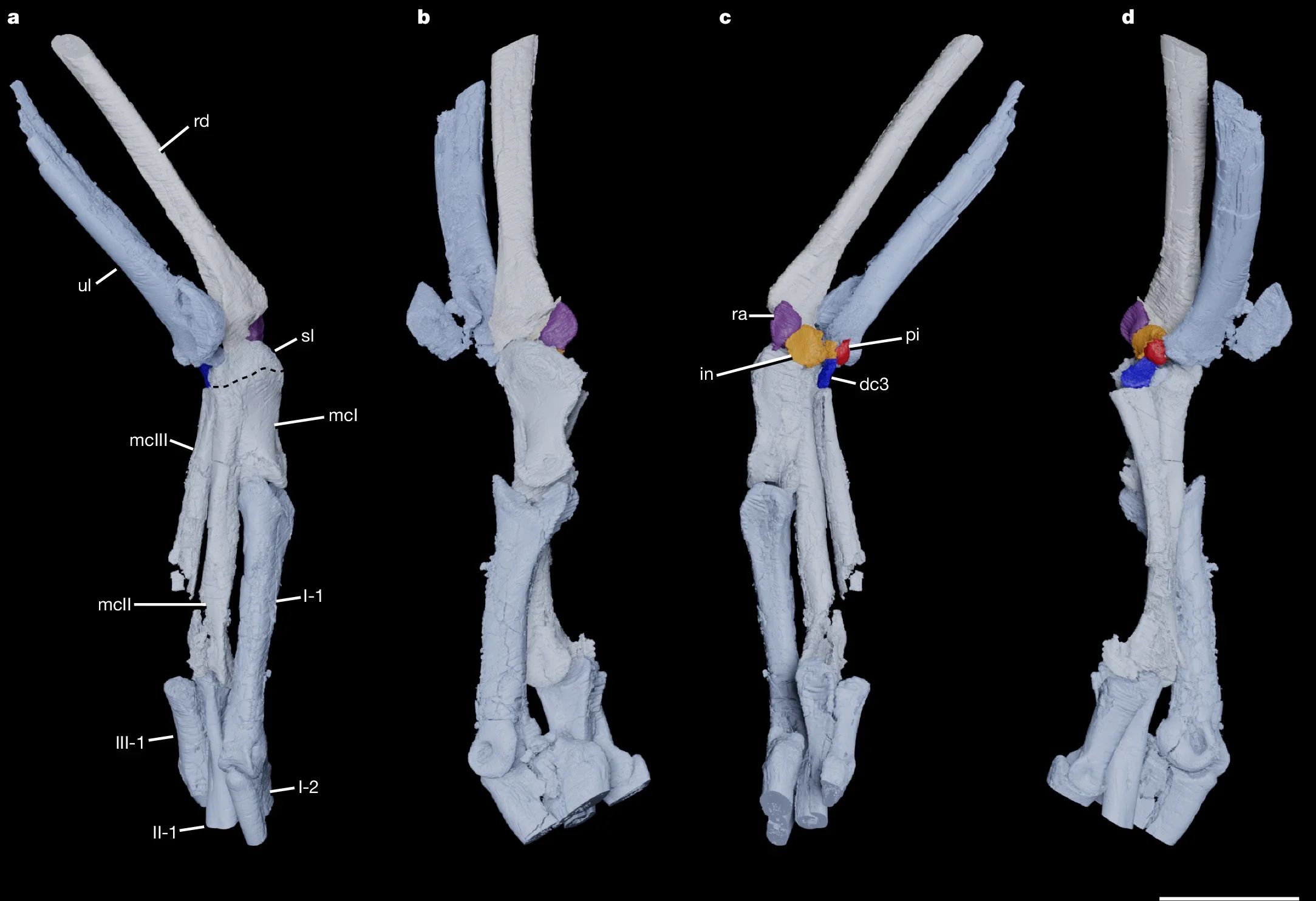 Right antebrachium and manus of Citipati cf. osmolskae (IGM 100/3621)