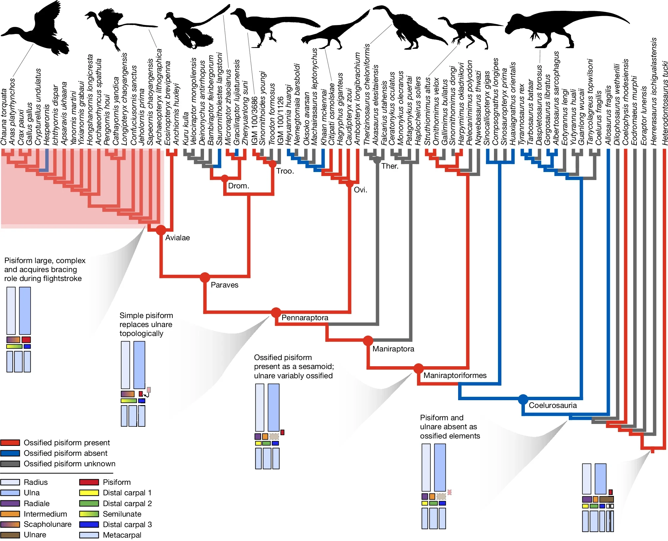 Evolutionary history of the pisiform in Theropoda.