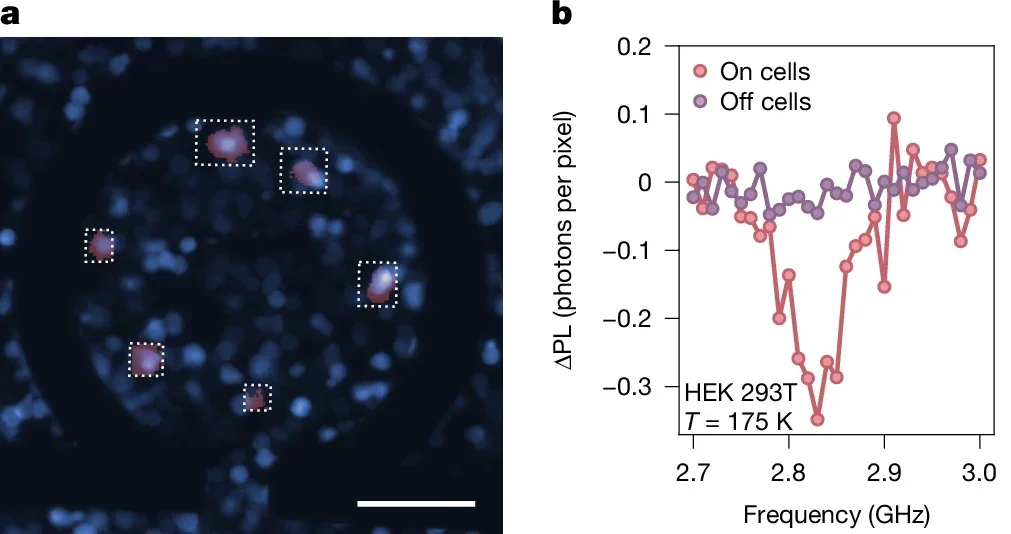 A wide-field fluorescence image of HEK 293T cells expressing cytosolic EYFP (blue). A loop structure for applying the microwave drive is visible. ODMR scans in b are measured in the white outlined regions, and OADF is thresholded for the brightest pixels (red).