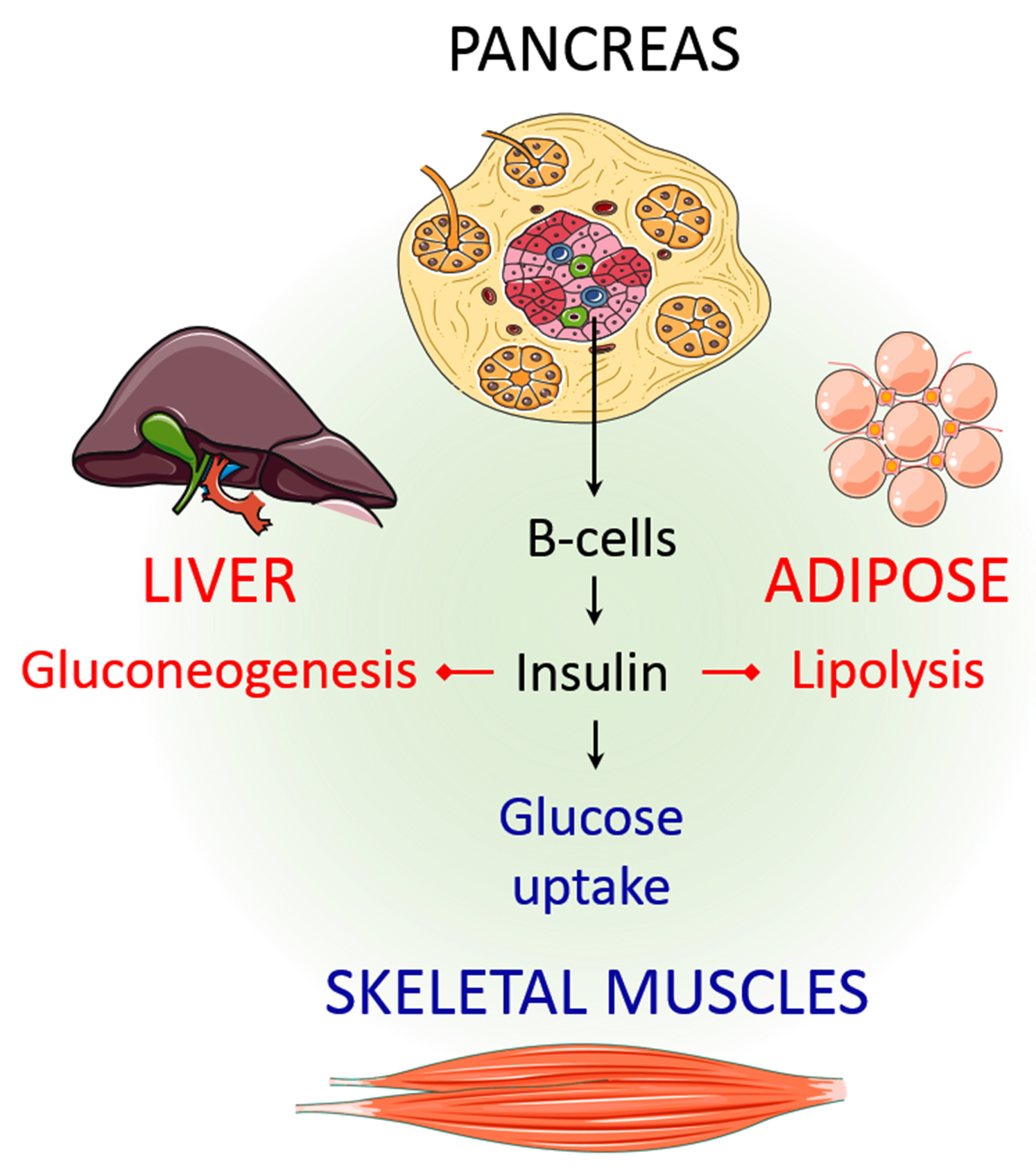 Graphical abstract: Insulin is a polypeptide hormone mainly secreted by β cells in the islets of Langerhans of the pancreas.
