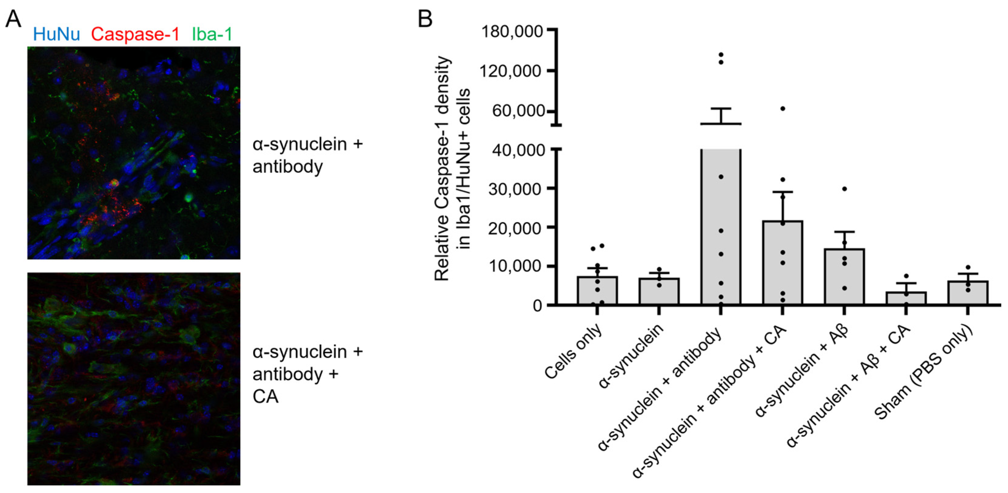 CA prevents protein aggregate/antibody-induced inflammatory response in hiMG.