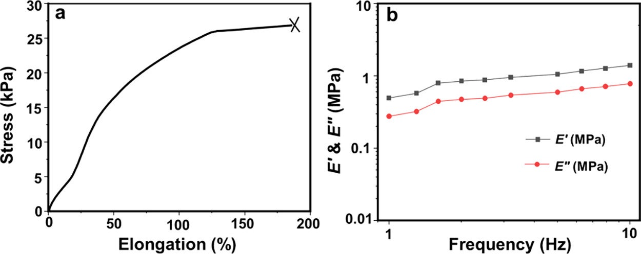 The tensile data of the saliva-gel revealed its tensile stress (UTS) and breaking strain.