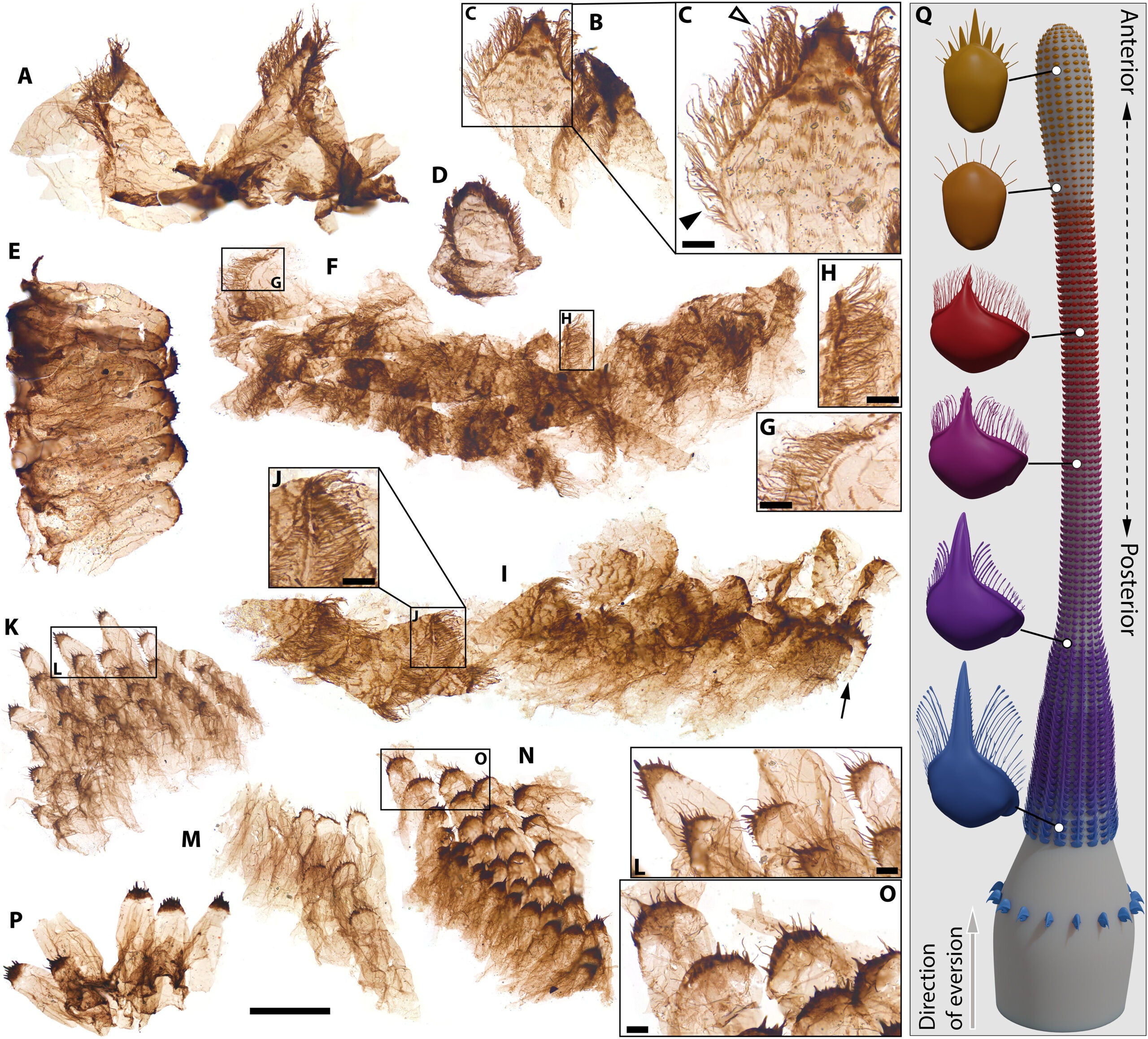 Kraytdraco spectatus gen. et sp. nov., teeth in the transitional region between the narrow and wide pharyngeal tracts, and reconstruction of the proboscis.