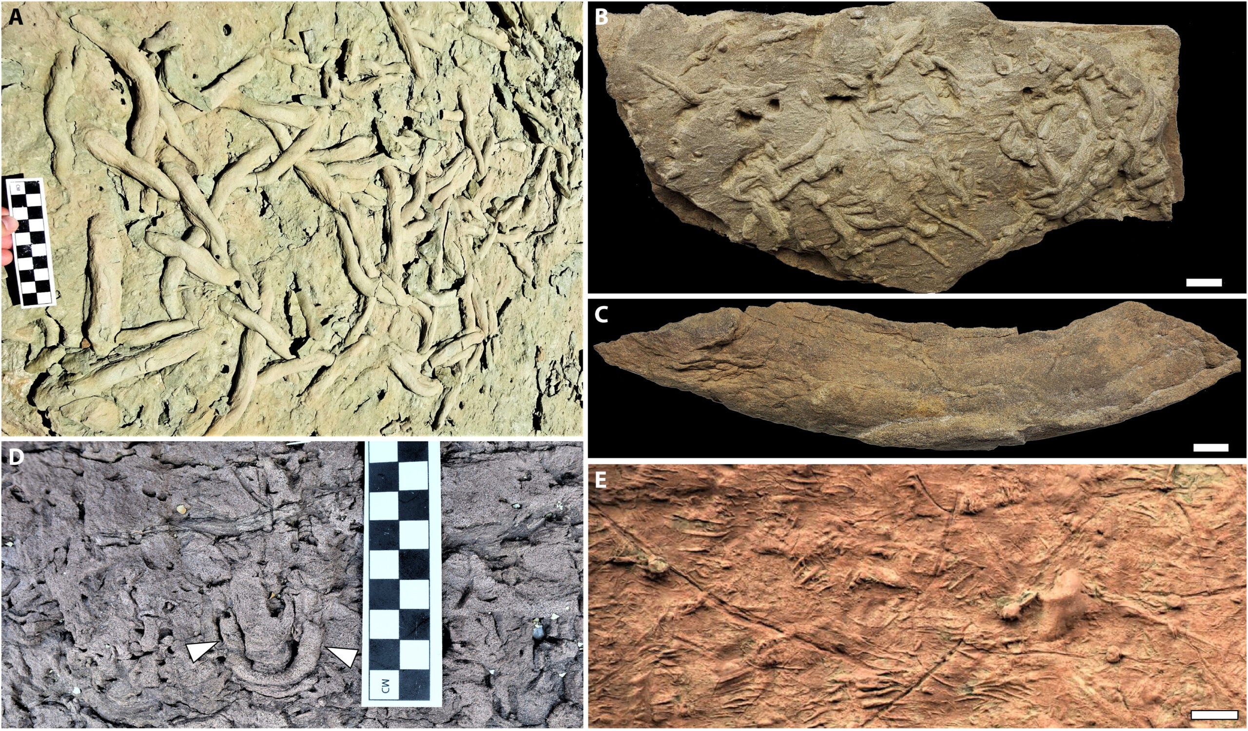 Representative ichnofossils and simplified ichnofacies distribution from the BAF in Grand Canyon National Park.