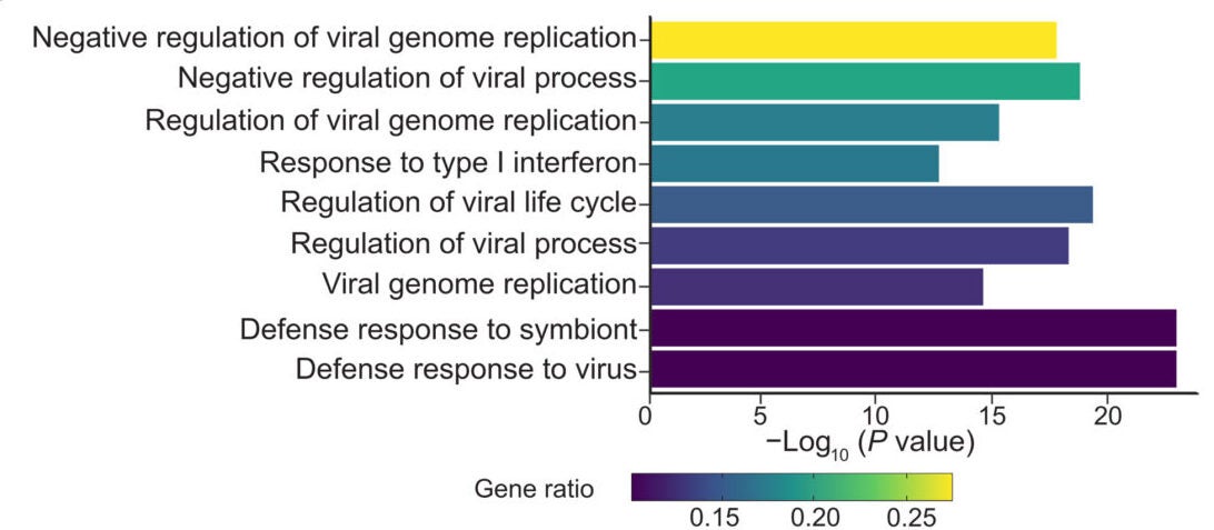 GO enrichment analysis of differentially IFN-I–responsive genes