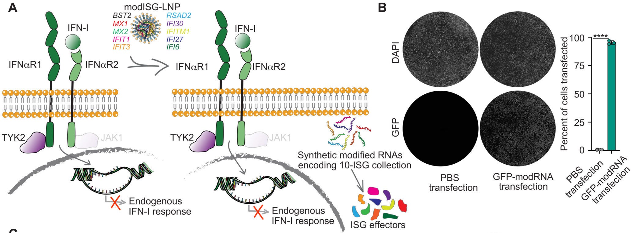 Synthetic modRNA delivery of 10-ISG collection is sufficient to restrict viral infection.