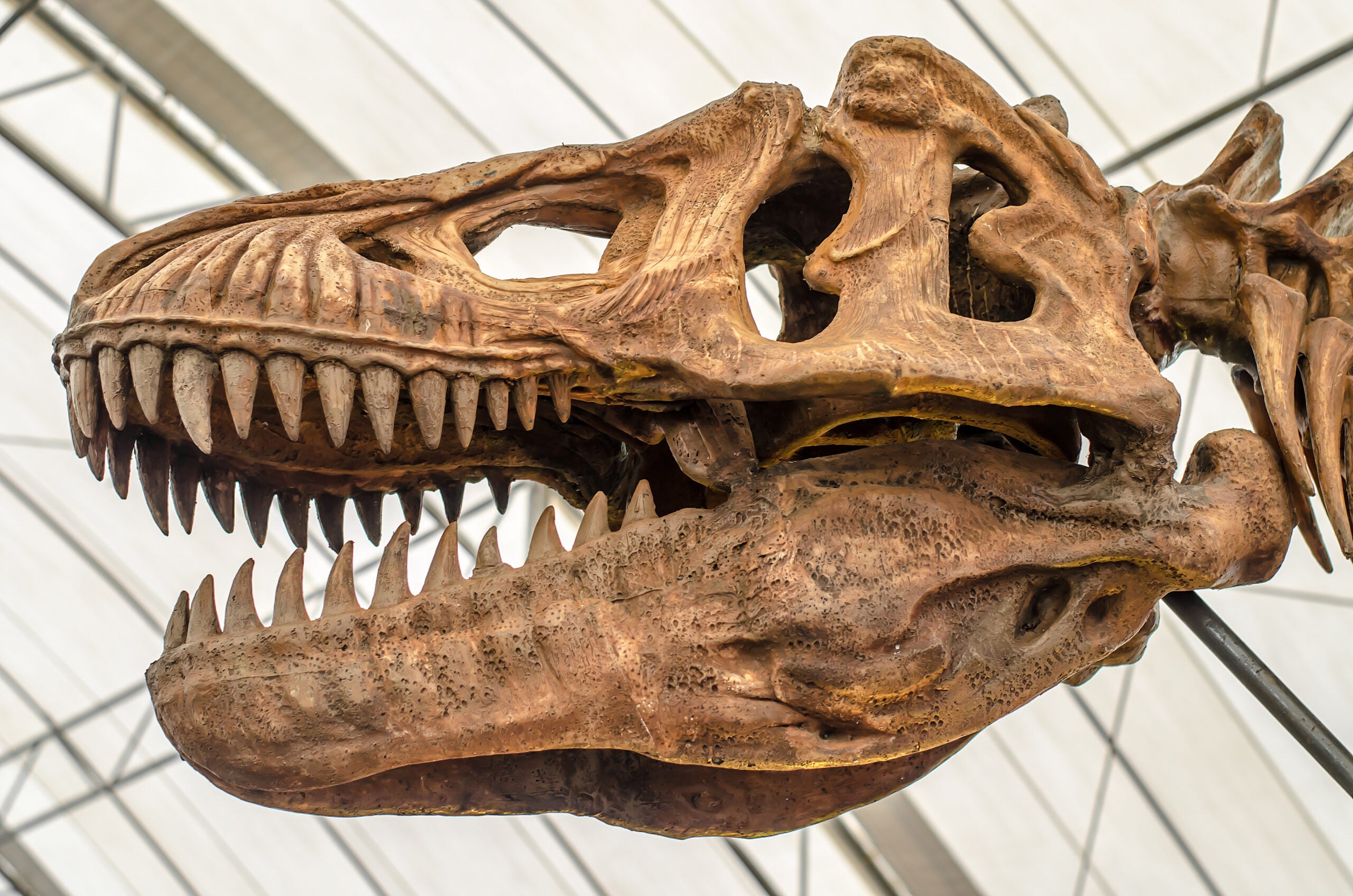 Tyrannosaurs evolved skulls built for strength and crushing bites.