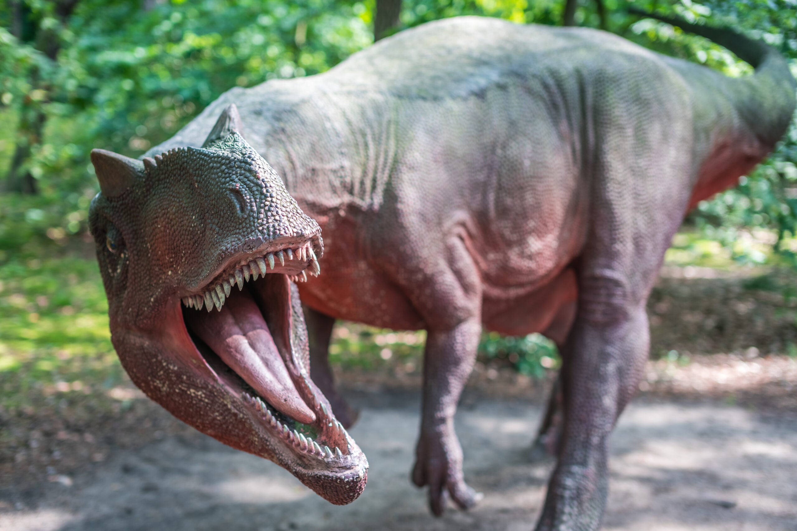 Researchers compared allosauroids like Allosaurus (pictured here) and Giganotosaurus to modern Komodo dragons. Their lighter skulls and flexible joints weren’t built for bone-crushing power. 