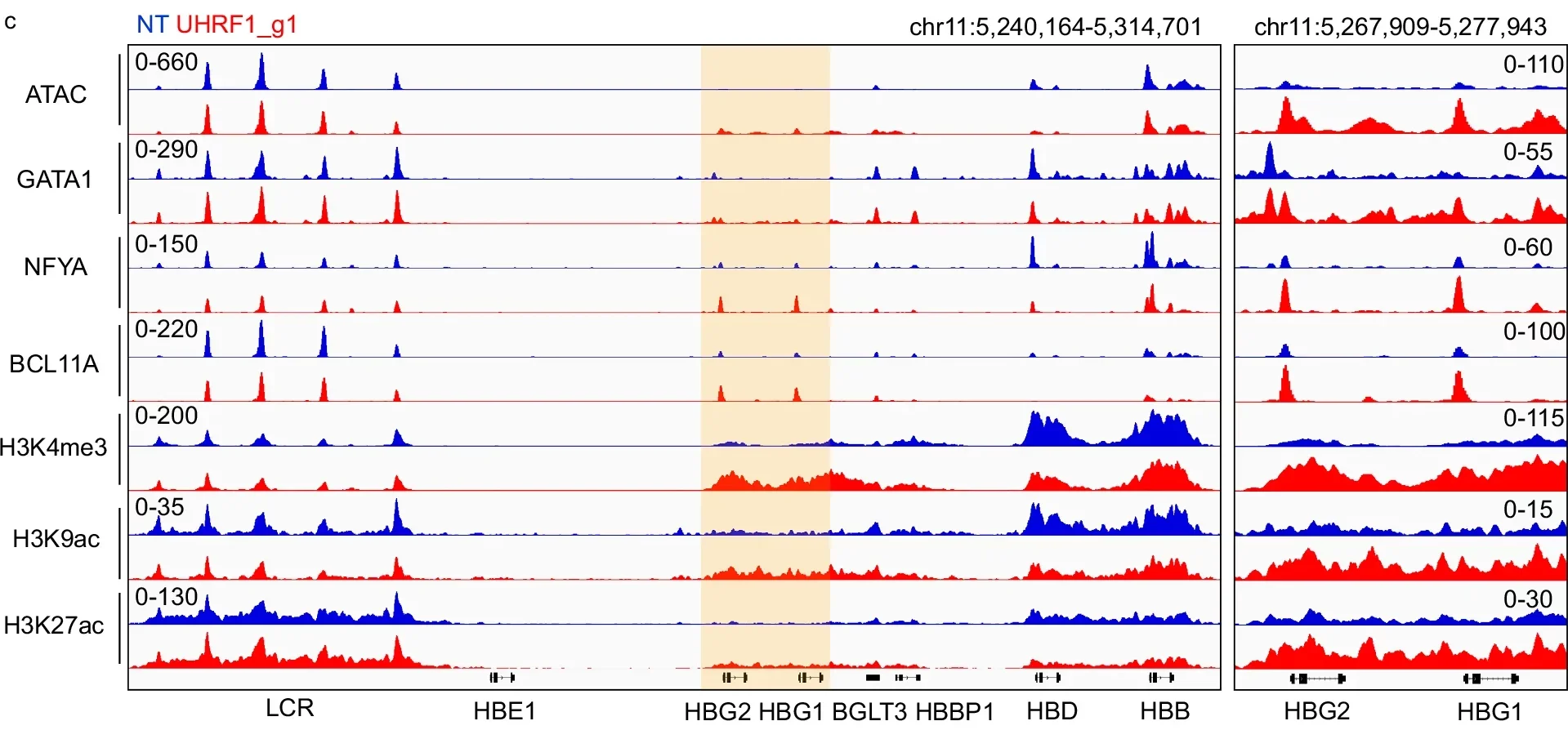 Genome browser screenshot showing epigenetic analysis of UHRF1 sgRNA1-disrupted and NT sgRNA-treated CD34+ cells differentiated for 10 days. 