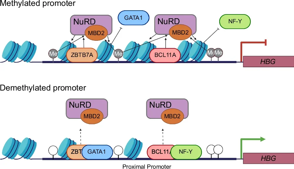 Model for repression of the HBG genes by methylation of promoter CpG sites.